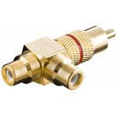 Adaptateur Cinch Y  m&acirc;le vers 2&nbsp;x femelle  version or  Rouge